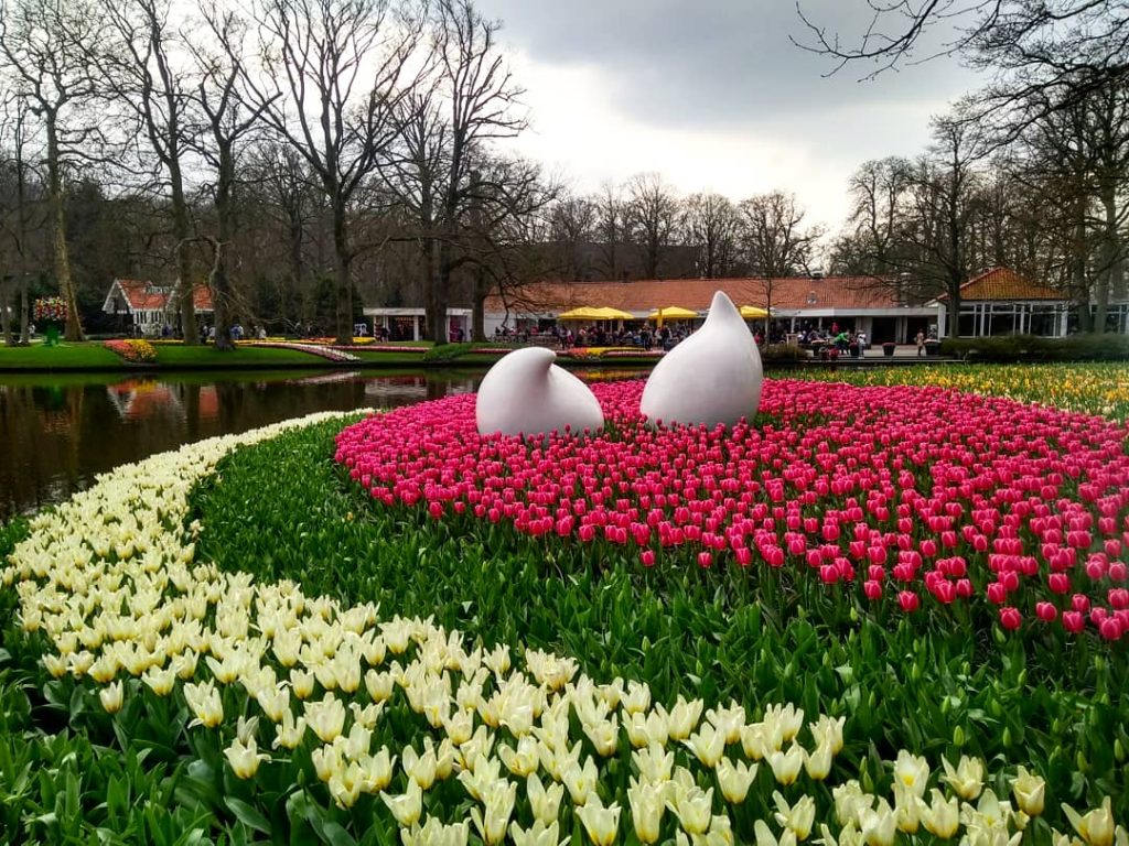 Imagem de tulipas brancas e vermelhas no parque Keukenhof