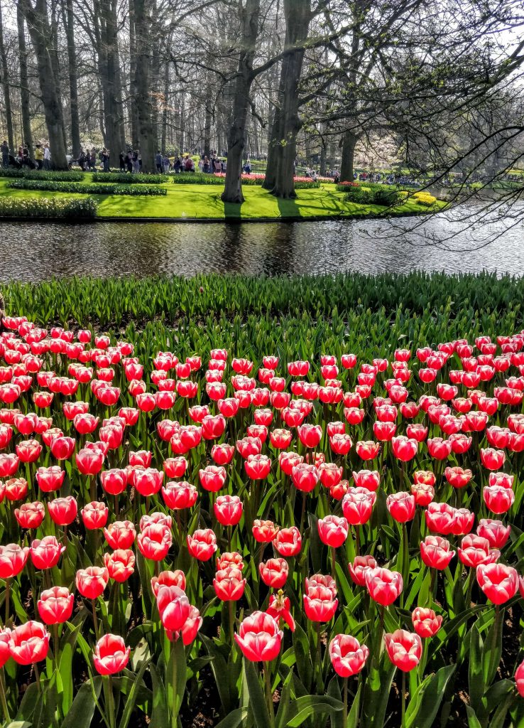 Imagem de tulipas no parque das flores Keukenhof